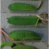 lyc thersamon larva5 volg11